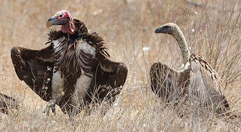 Lappet-faced Vulture with wings open